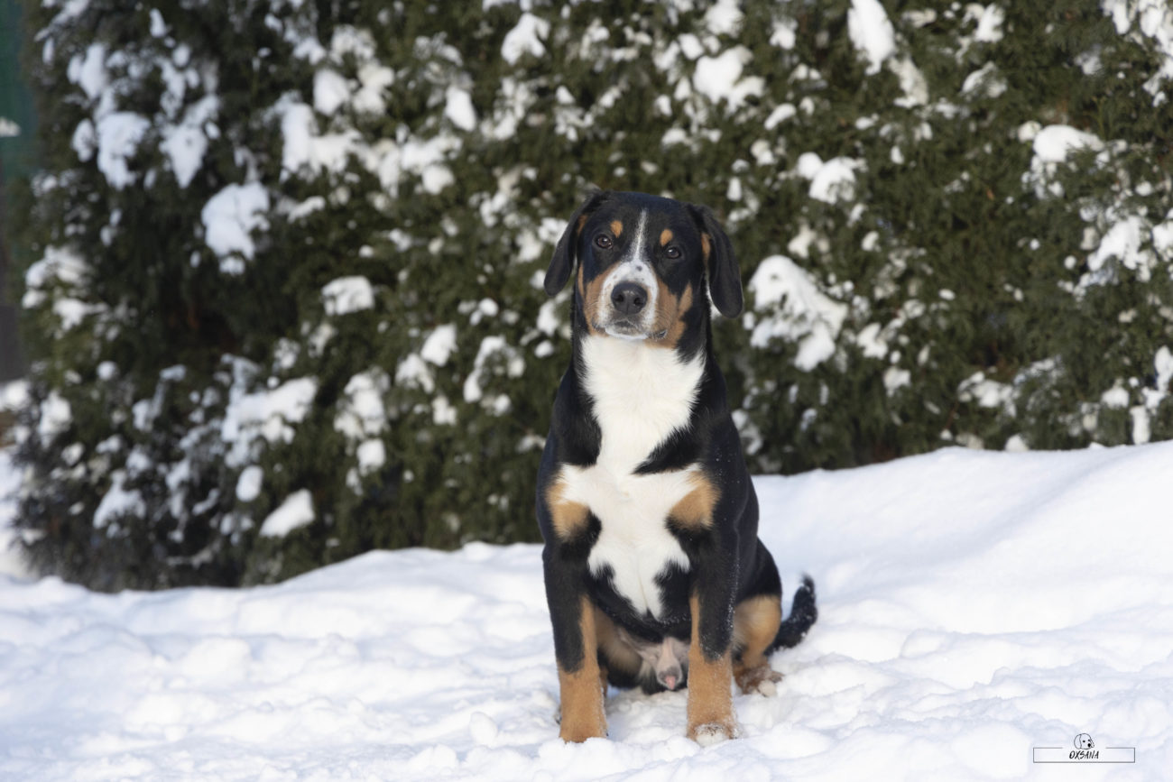 NOCCTURNO FROM BALIHARA RANCH | SanbirdsDog