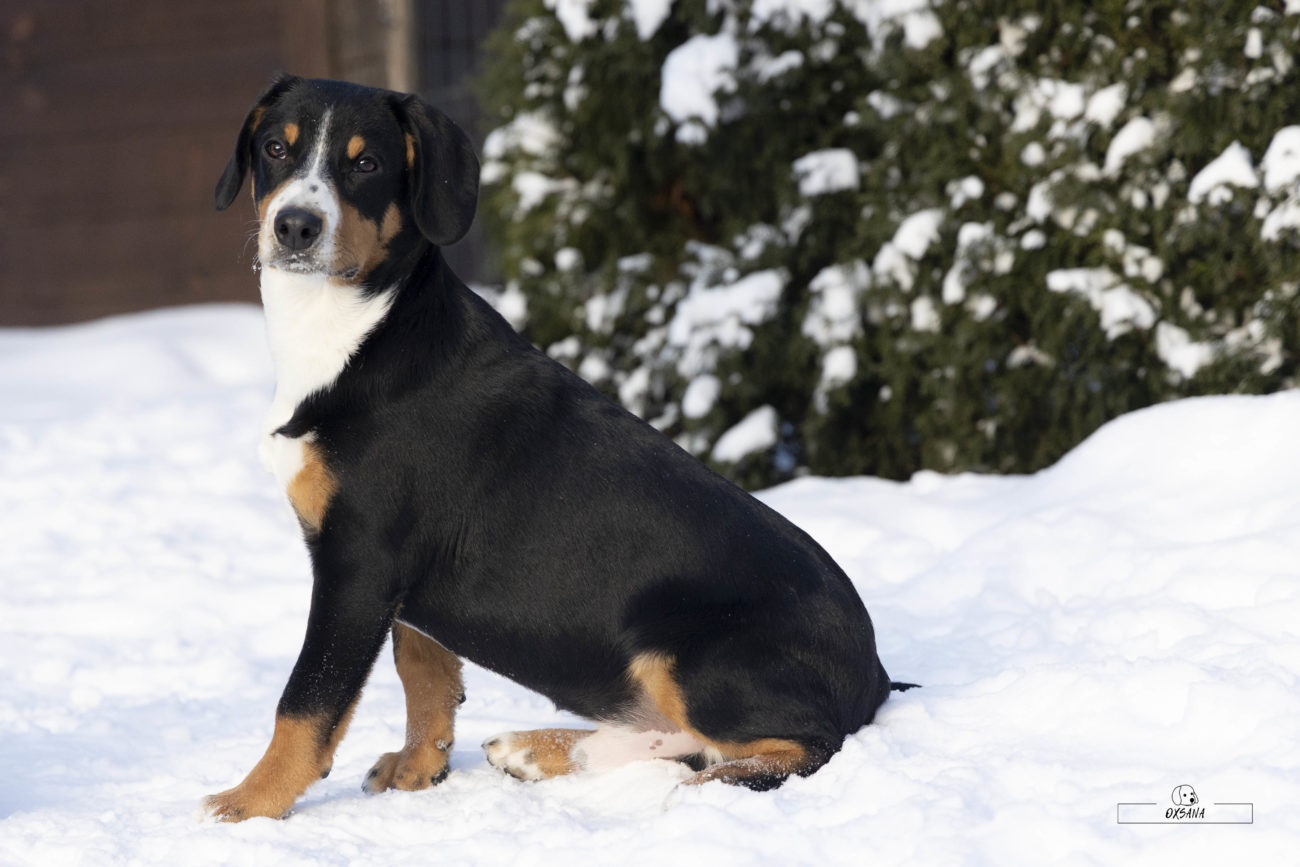NOCCTURNO FROM BALIHARA RANCH | SanbirdsDog